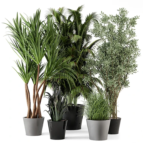 现代植物盆栽