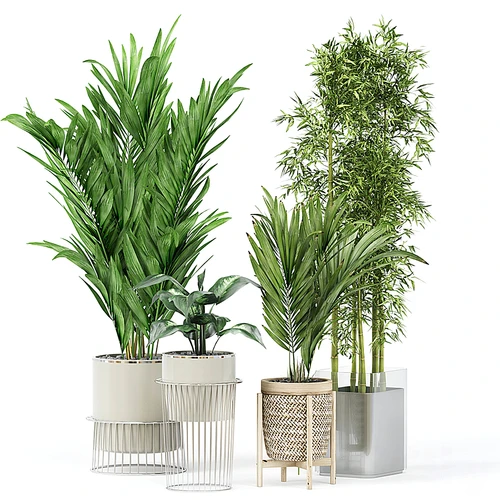 现代植物盆栽