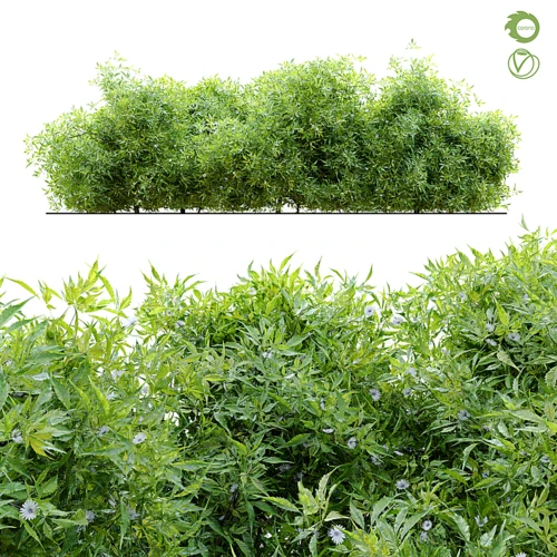 现代灌木丛