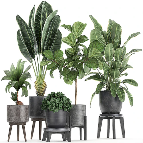 现代植物盆栽