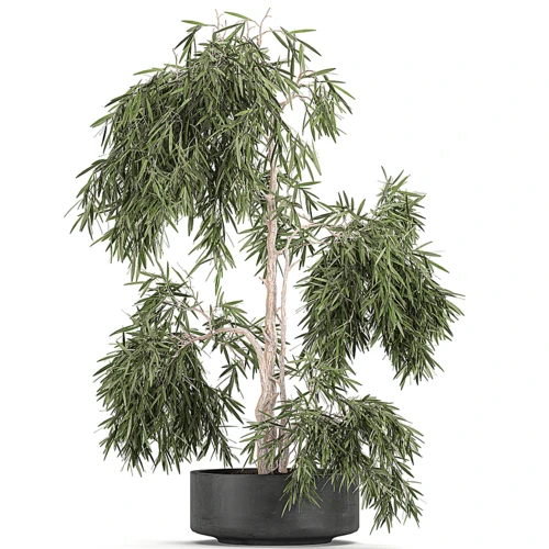 现代绿植盆栽