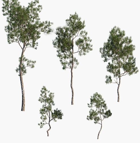 松树