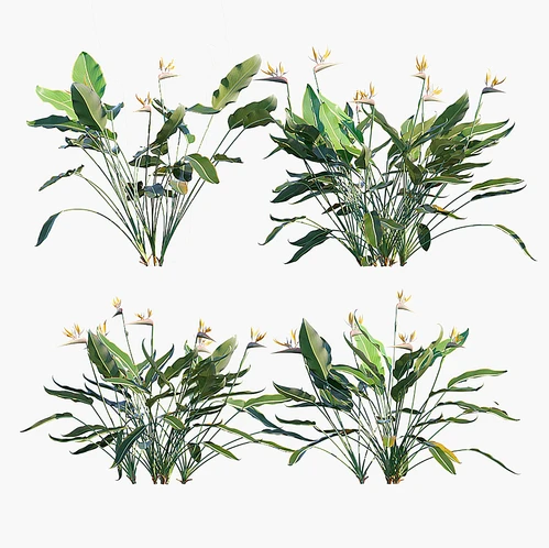 现代植物