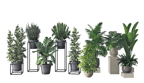 盆栽绿植花草植物