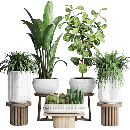 现代植物盆栽
