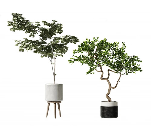 现代植物盆栽