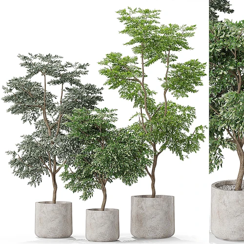 现代绿植盆栽