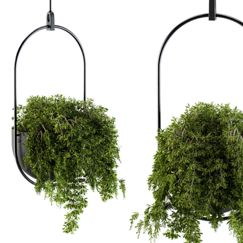 现代绿植盆栽吊篮