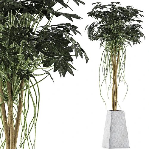 植物