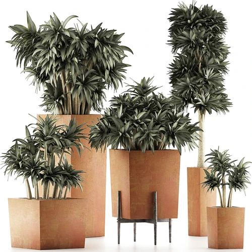 现代植物盆栽盆景