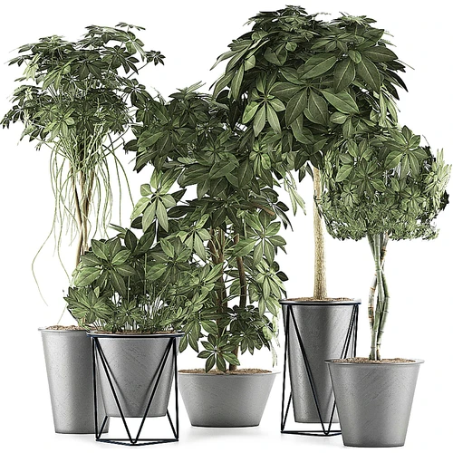 现代绿植盆栽
