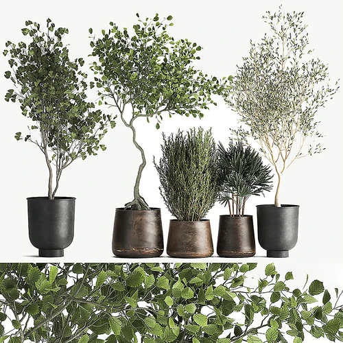 现代植物盆栽