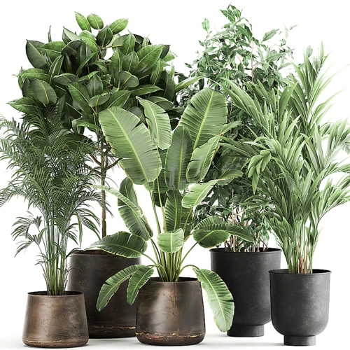 现代盆栽植物组合