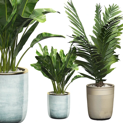 现代植物盆栽