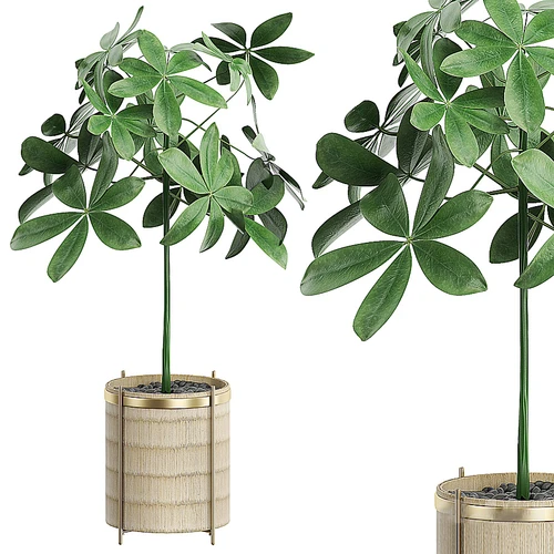 现代盆栽植物组合