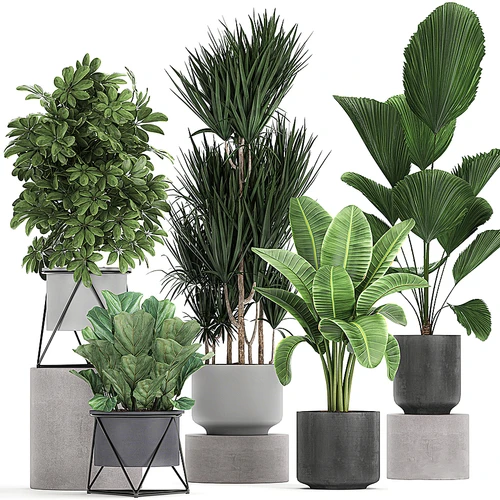 现代盆栽植物组合