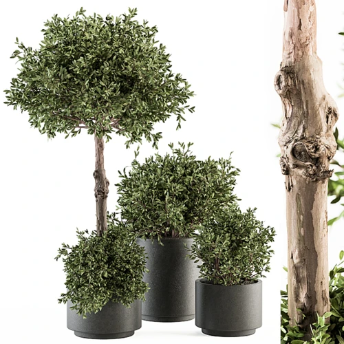 陶瓷盆栽植物和树木
