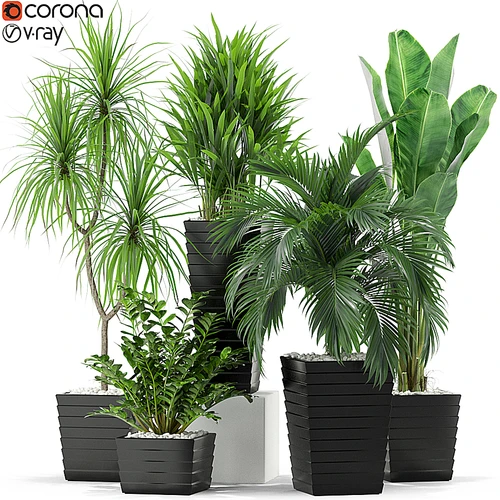 现代绿植盆景