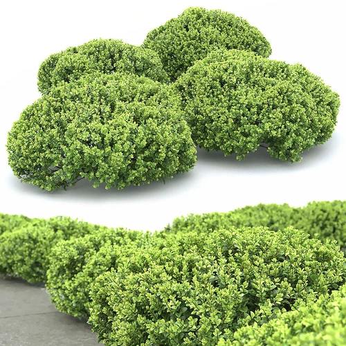 现代草丛灌木植物
