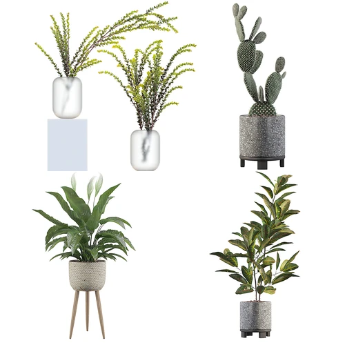 现代植物盆栽
