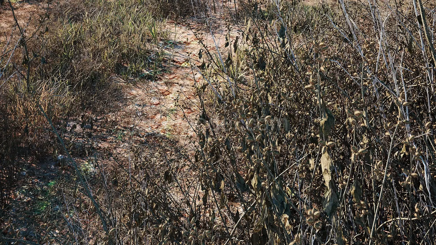 img2