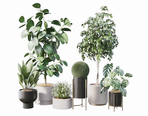 现代绿植盆栽