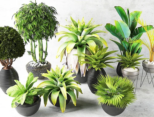 现代植物盆栽