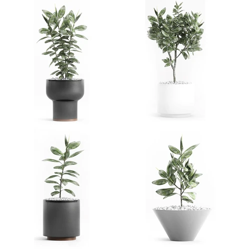 现代植物盆栽