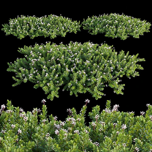 现代植物盆栽