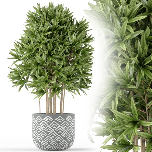现代植物盆栽