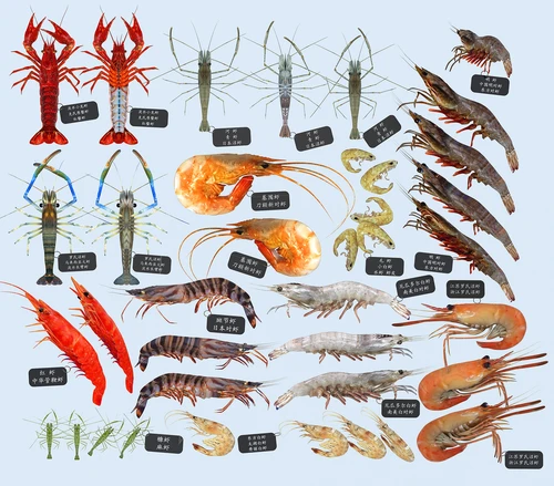 现代淡水虾海水虾标本组合