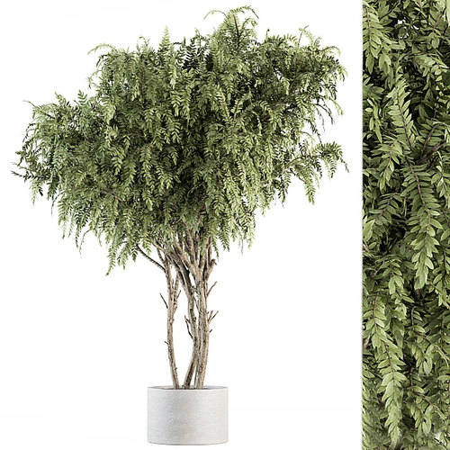 盆栽大植物
