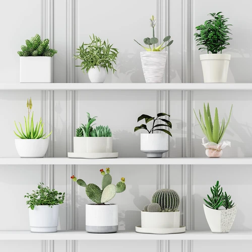 现代植物盆栽
