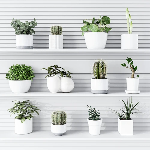 现代植物盆栽