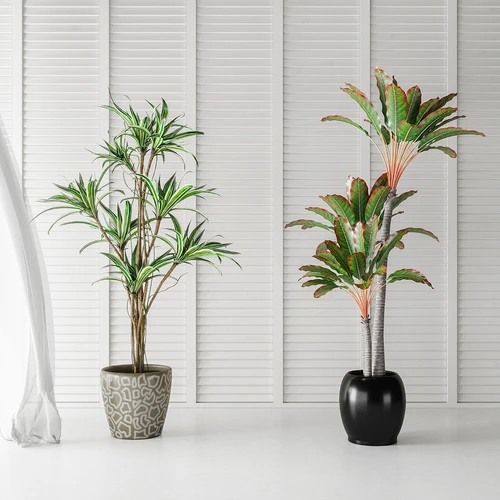 现代植物盆栽