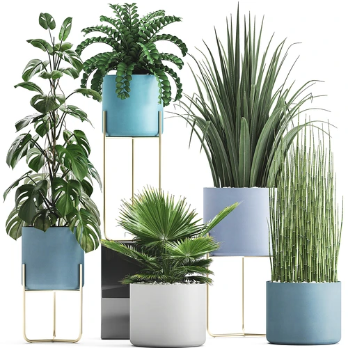 现代植物盆栽盆景