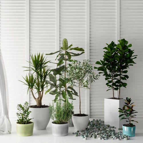 现代植物盆栽