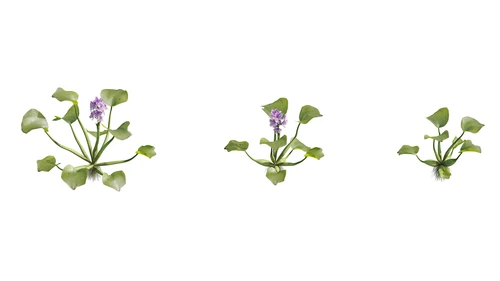 水生植物模型