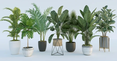 现代植物盆栽组合