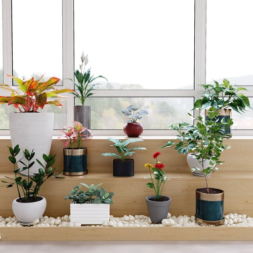 现代植物盆栽