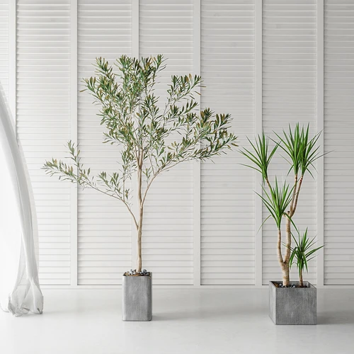 现代植物盆栽