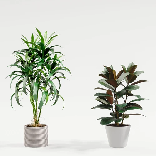 现代植物盆栽