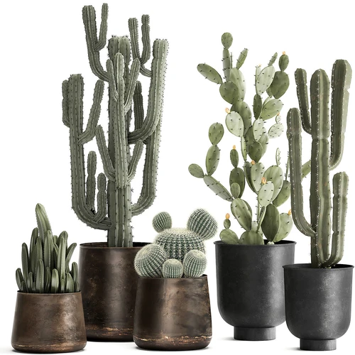 现代仙人掌植物盆栽盆景