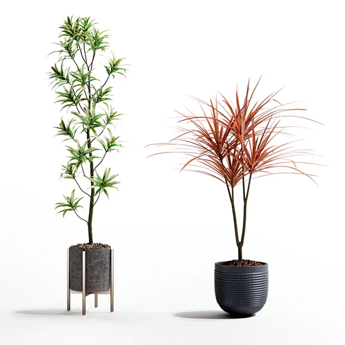 现代植物盆栽组合
