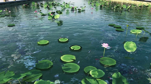 现代荷花荷叶鱼塘景观
