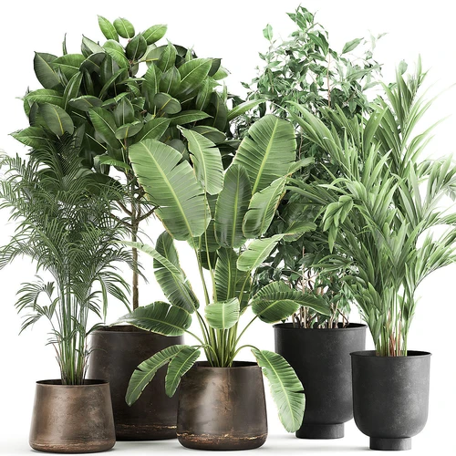 现代植物盆栽盆景