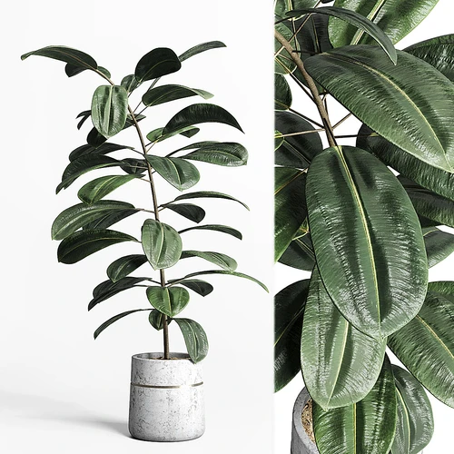 绿植盆栽