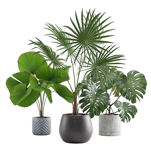 绿植盆栽