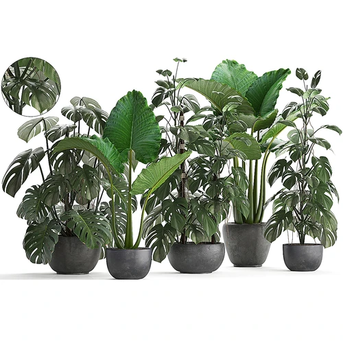 绿植盆栽