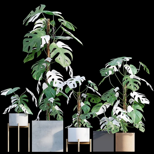 绿植盆栽